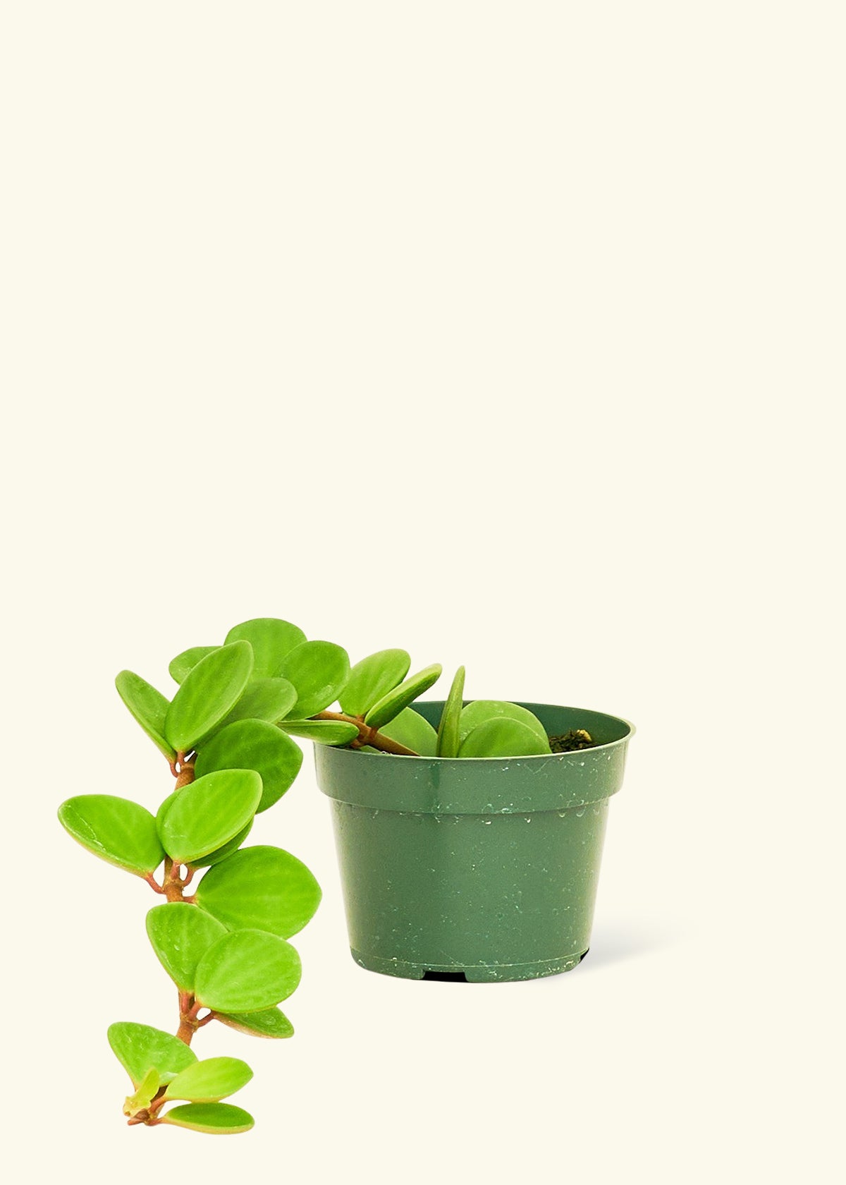 is peperomia hope a succulent Peperomia Hope