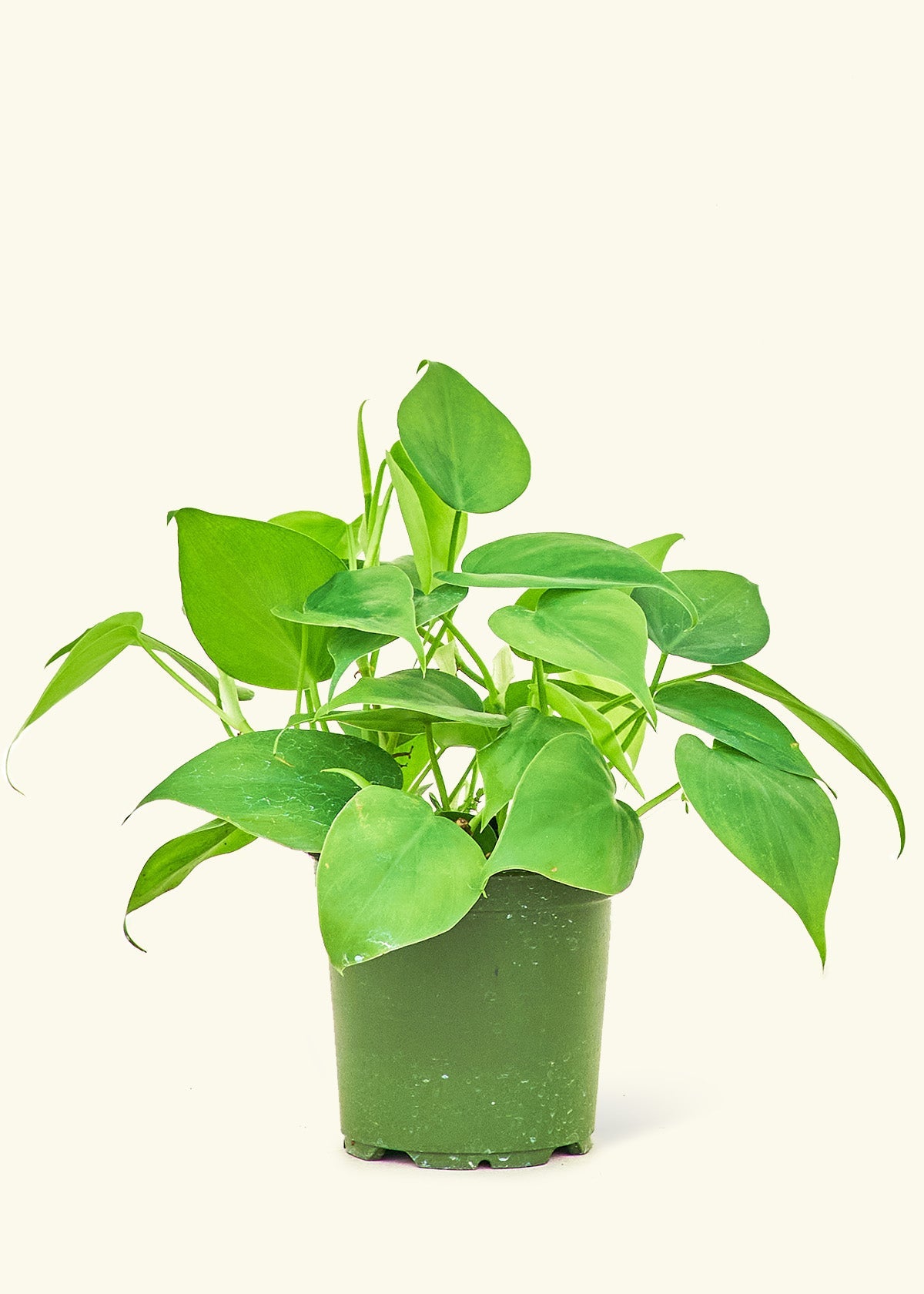 Heartleaf Philodendron – Hey Rooted