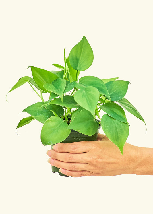 Sweetheart Philodendron in a 4 inches grow pot