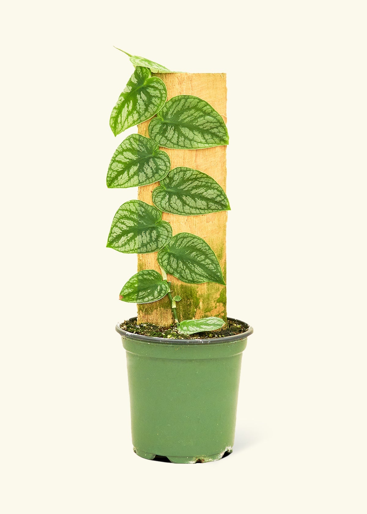 monstera shingle plant Shingle Plant