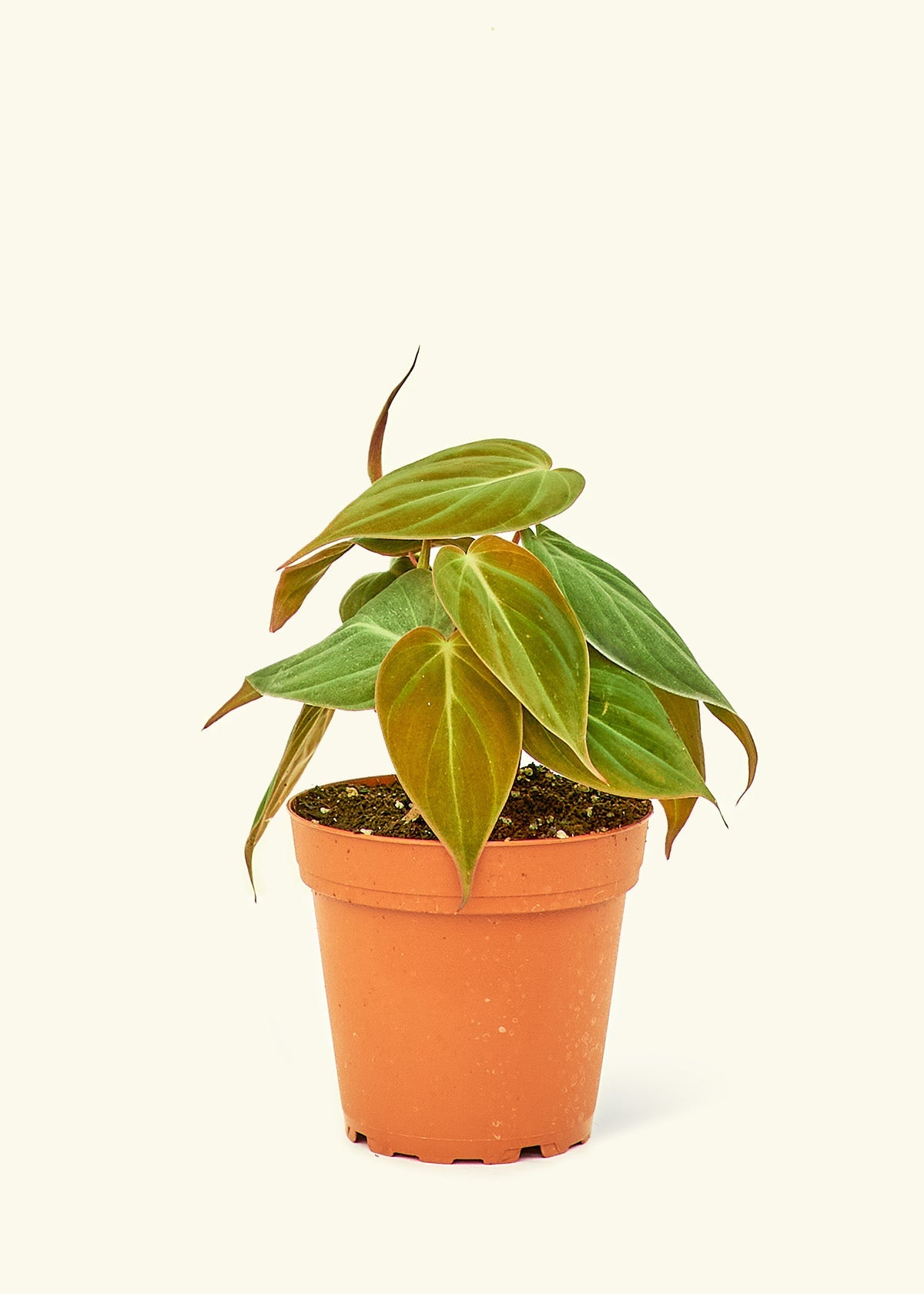 velvet philodendron types Velvet Leaf Philodendron (4