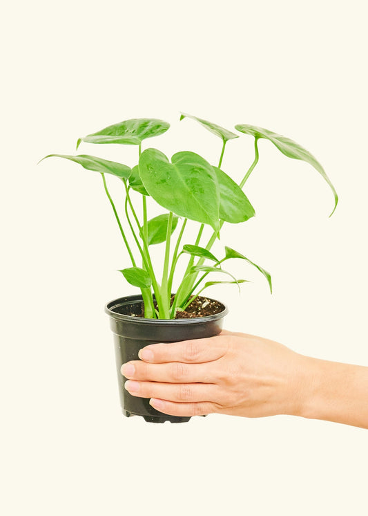 Monstera Swiss Cheese Plant in a 4 inches grow pot