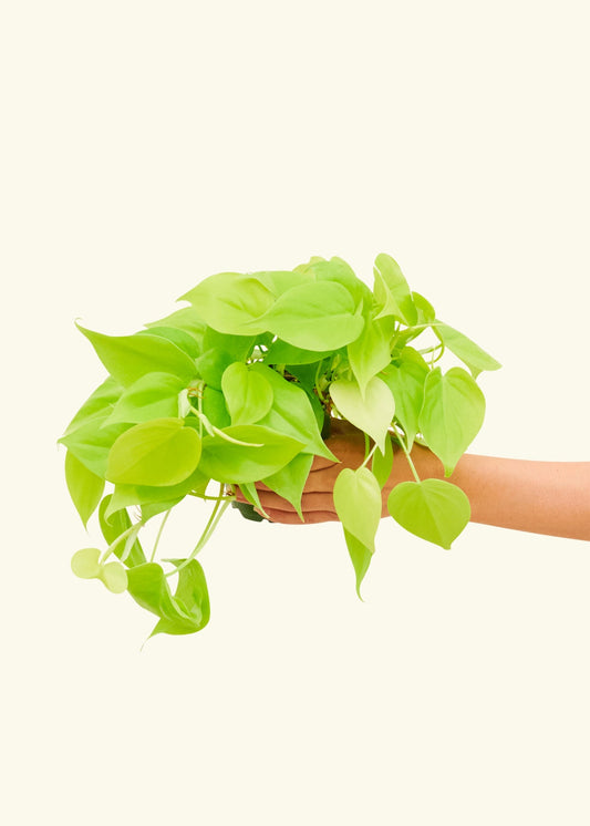 Neon Philodendron in a 4 inches grow pot