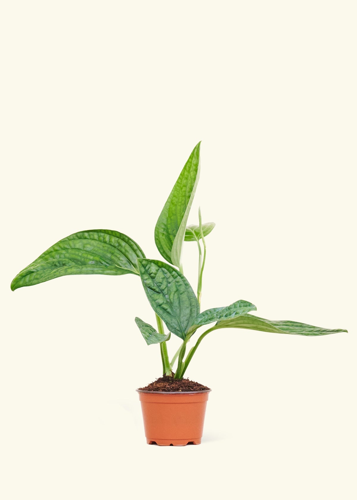 Monstera 'Peru' – Hey Rooted