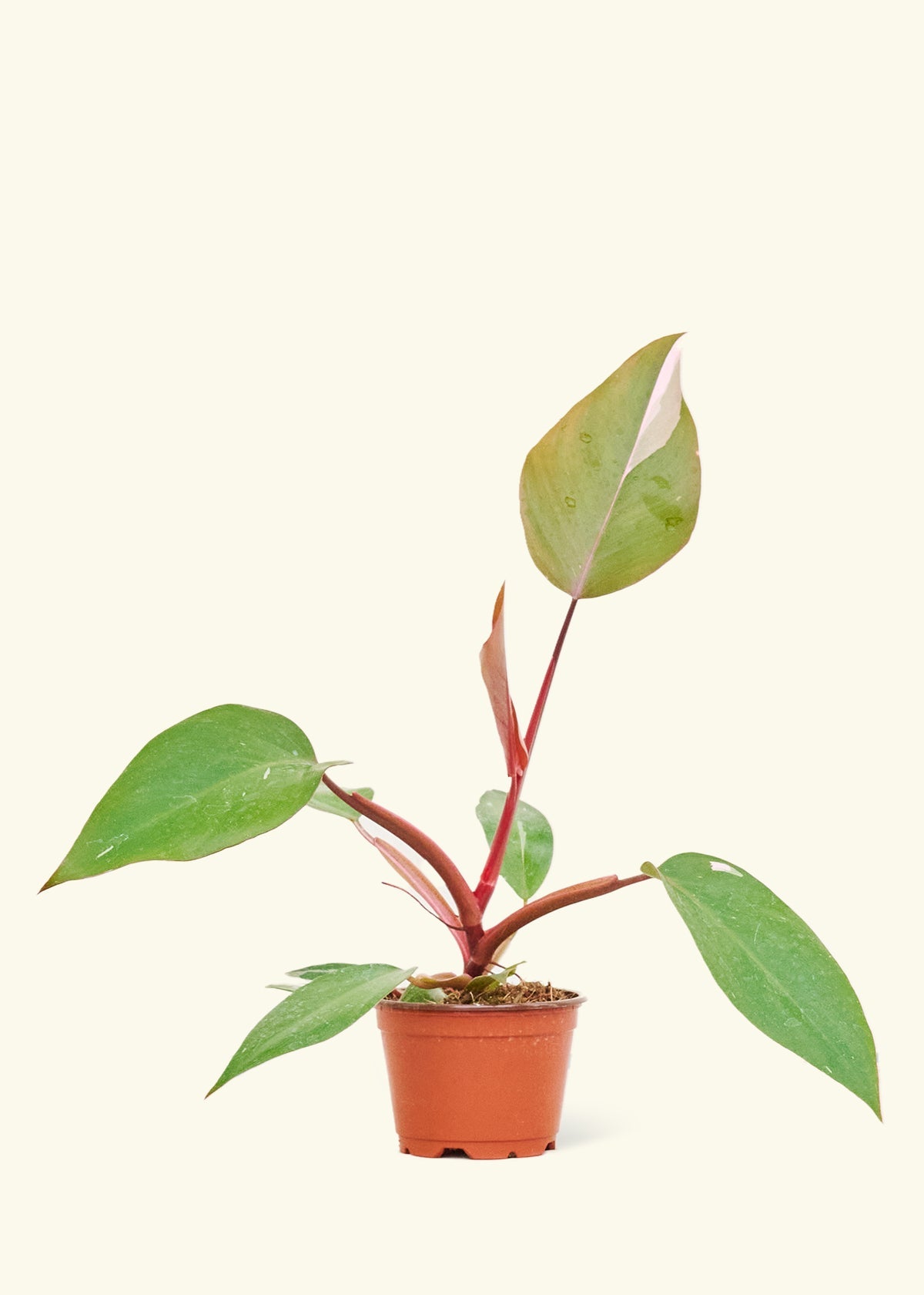 Philodendron Erubescens Pink Princess in a 4 inches grow pot