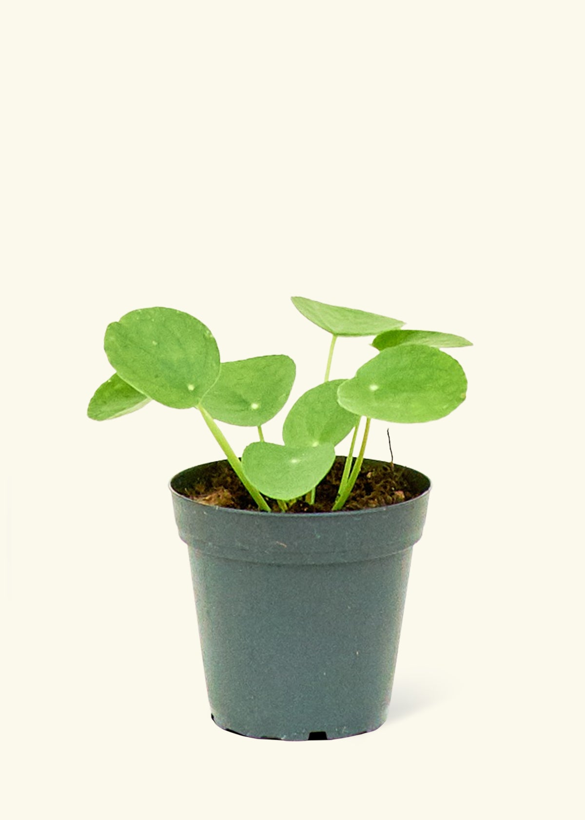 chinese money plant light green leaves Chinese Money Plant – Hey Rooted
