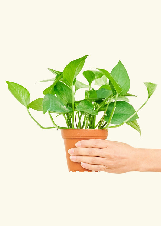 Jade Pothos in a 4 inches grow pot