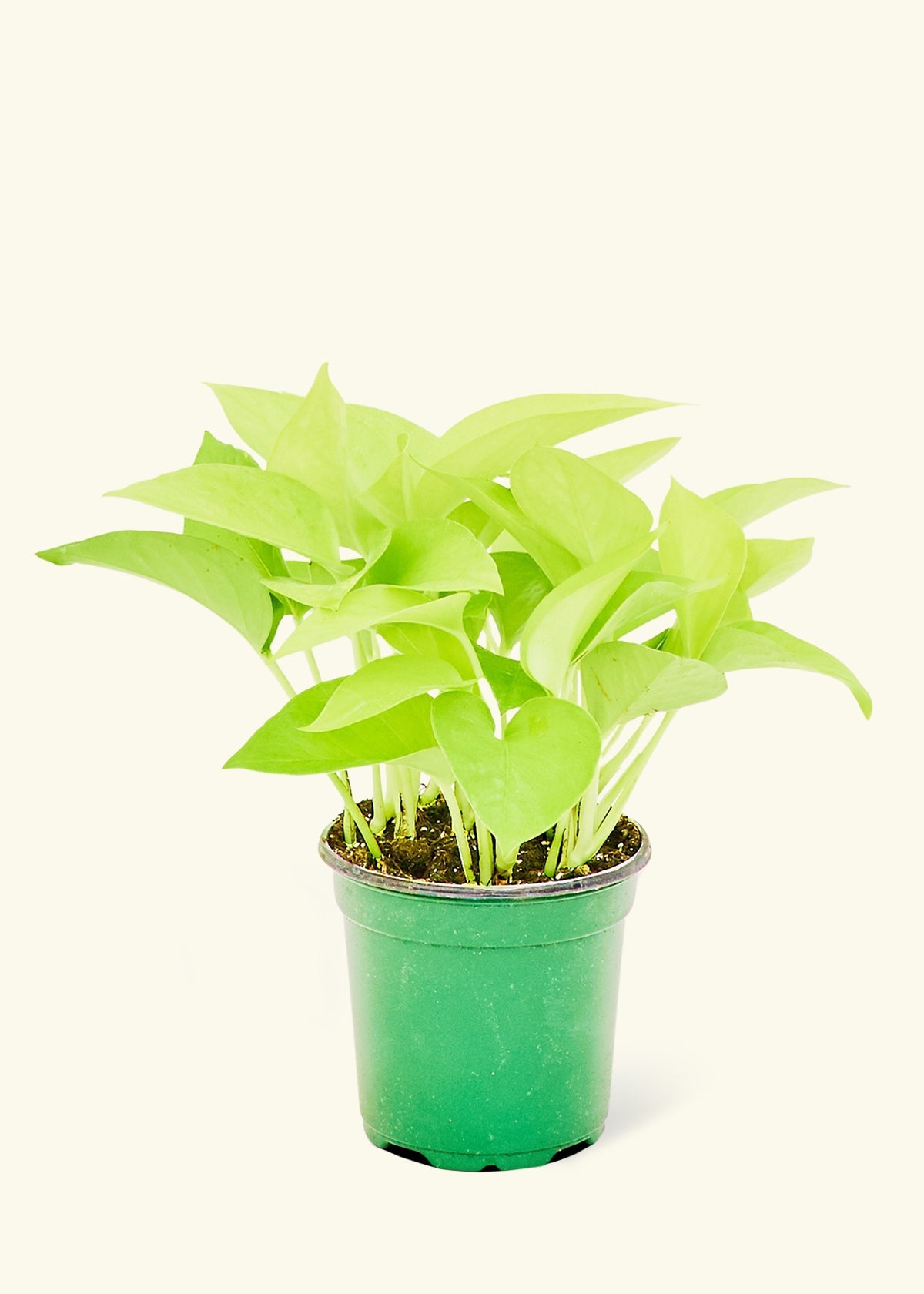neon pothos care indoor Neon Pothos