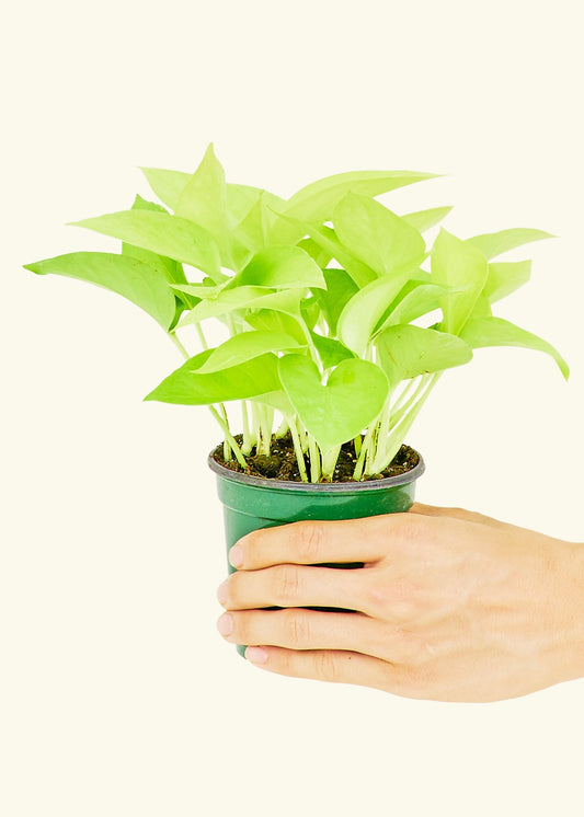 Neon Pothos in a 4 inches grow pot