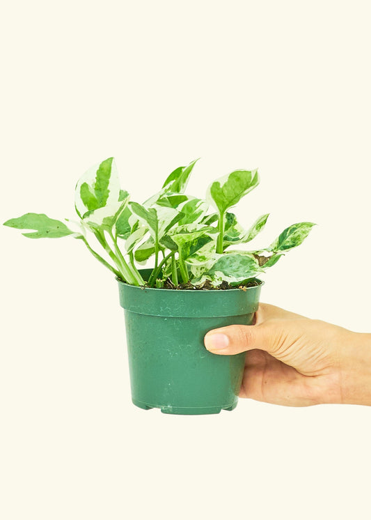 Pothos Pearl and Jade in a 4 inches grow pot