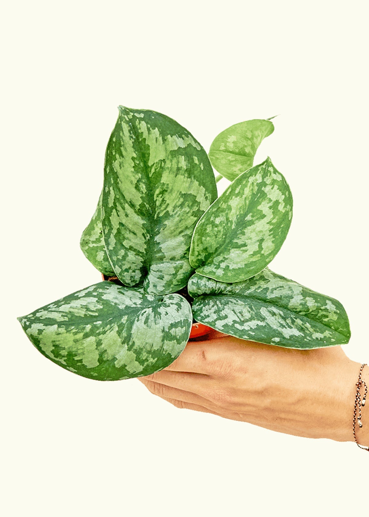 Silver Pothos Exotica in a 4 inches grow pot