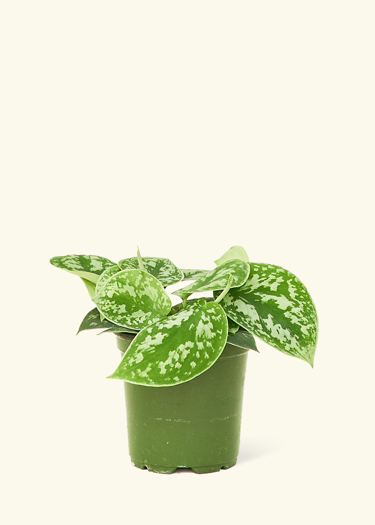 Scindapsus Silvery Ann in a 4 inches grow pot