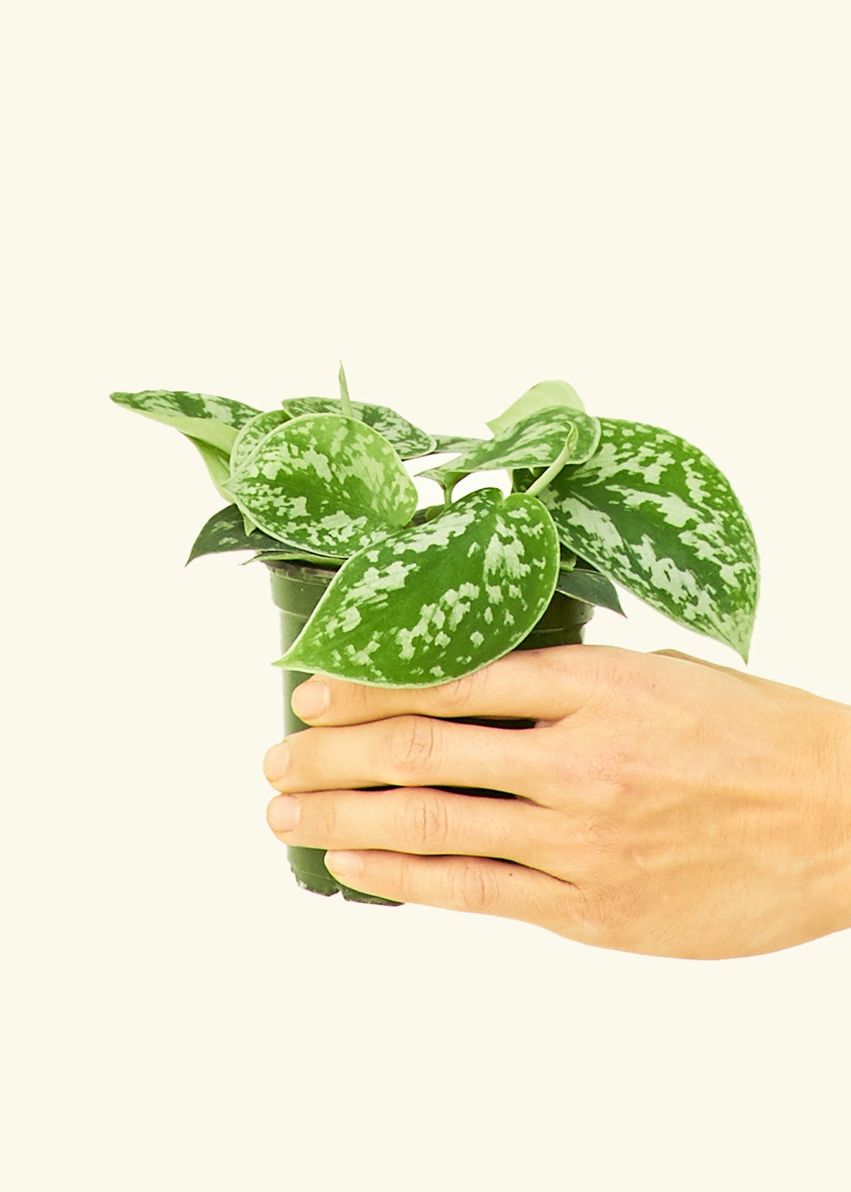 Scindapsus Silvery Ann in a 4 inches grow pot