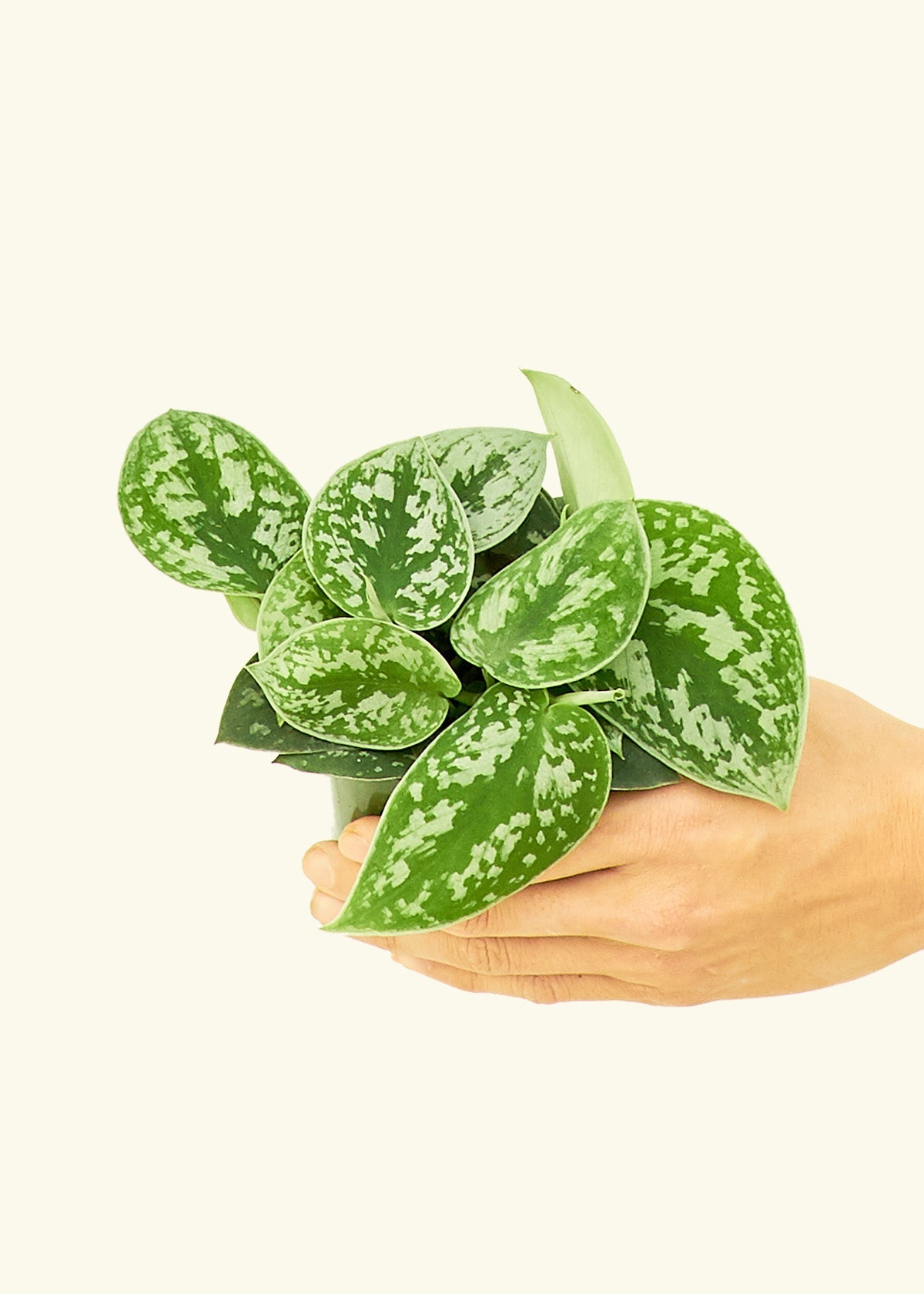 Scindapsus Silvery Ann in a 4 inches grow pot