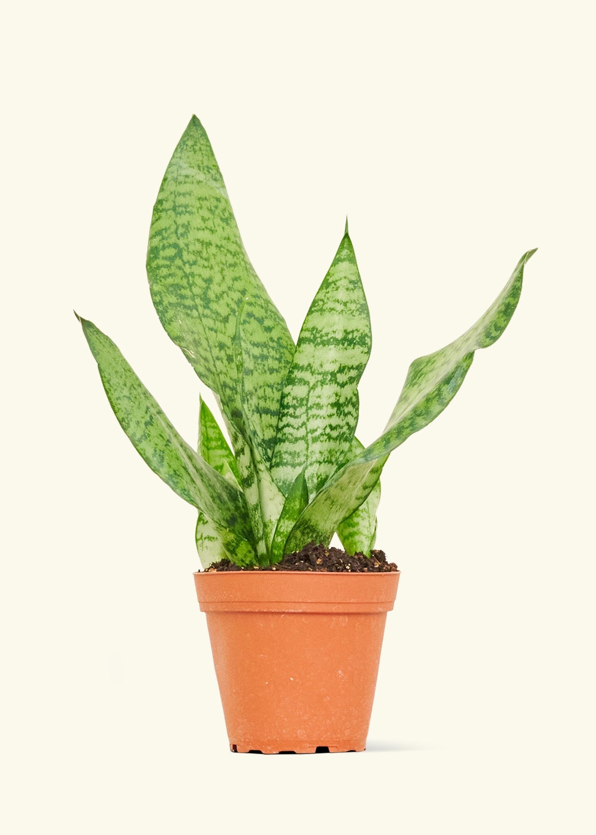mini snake plant succulent Sansevieria Zeylanica
