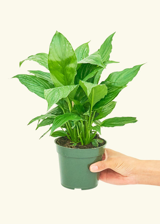 Spath Peace Lily in a 4 inches grow pot