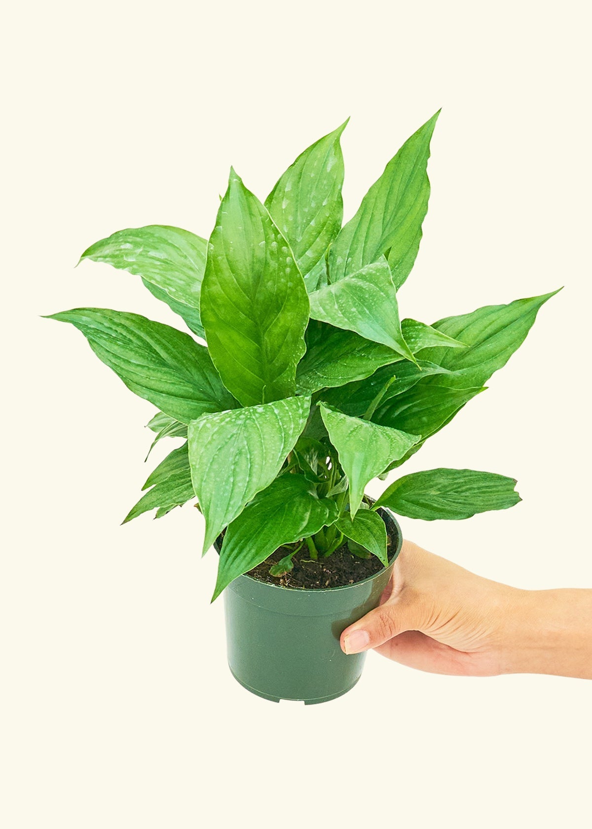 Spath Peace Lily in a 4 inches grow pot
