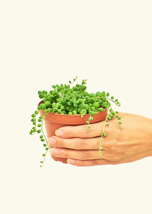String of Pearls Succulent in a 4 inches grow pot