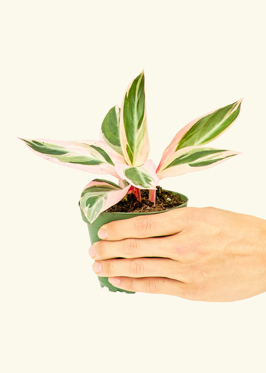 Stromanthe Triostar in a 4 inches grow pot