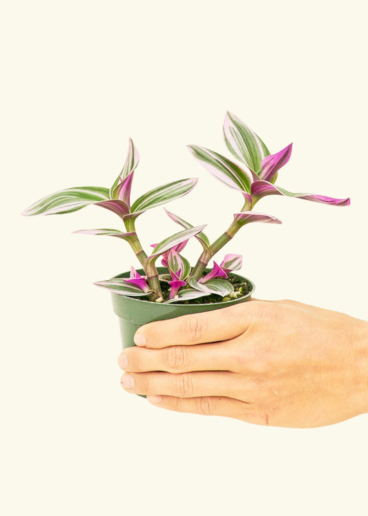 Tradescantia Nanouk in a 4 inches grow pot