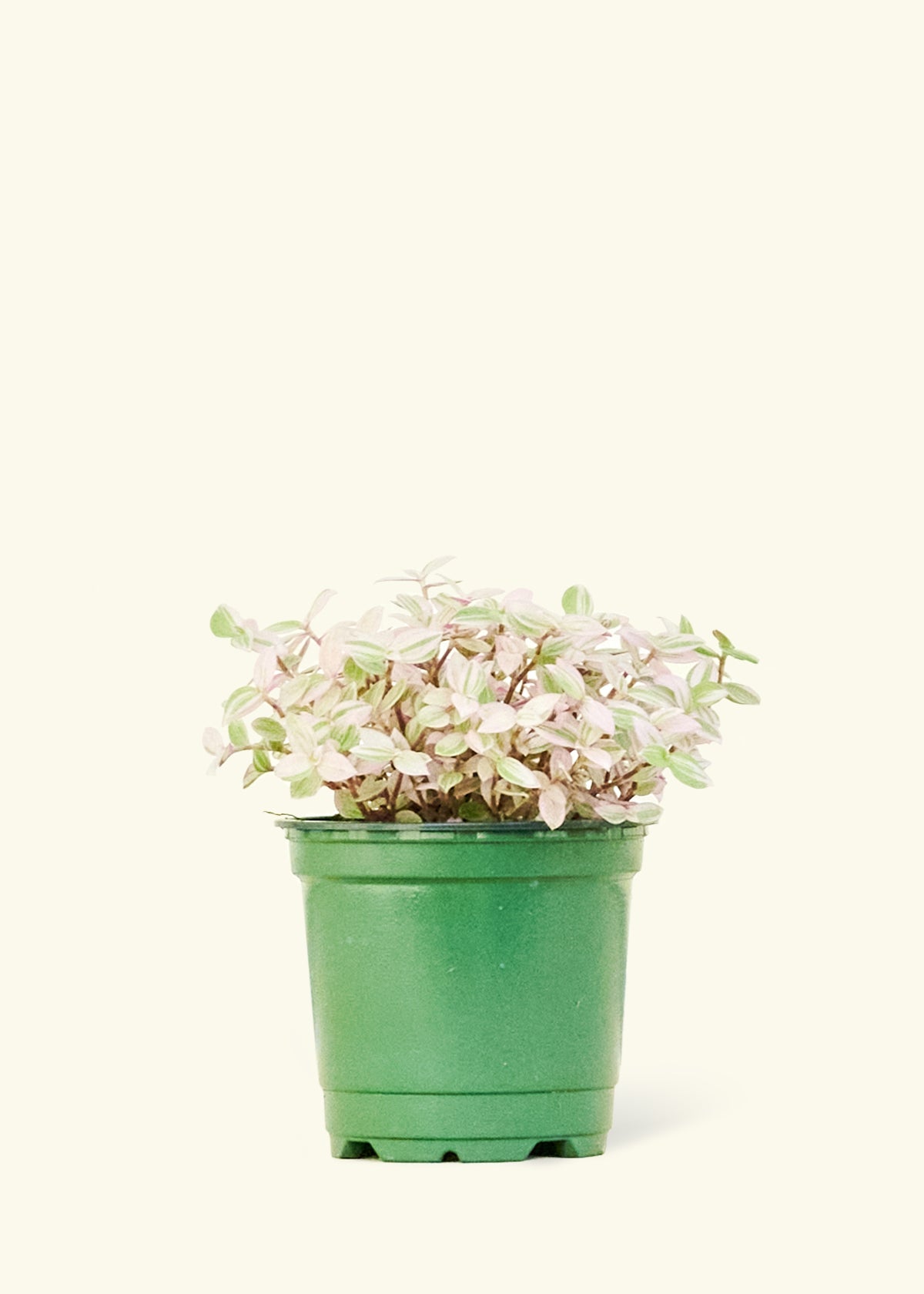 Pink Panther Tradescantia in a 4 inches grow pot