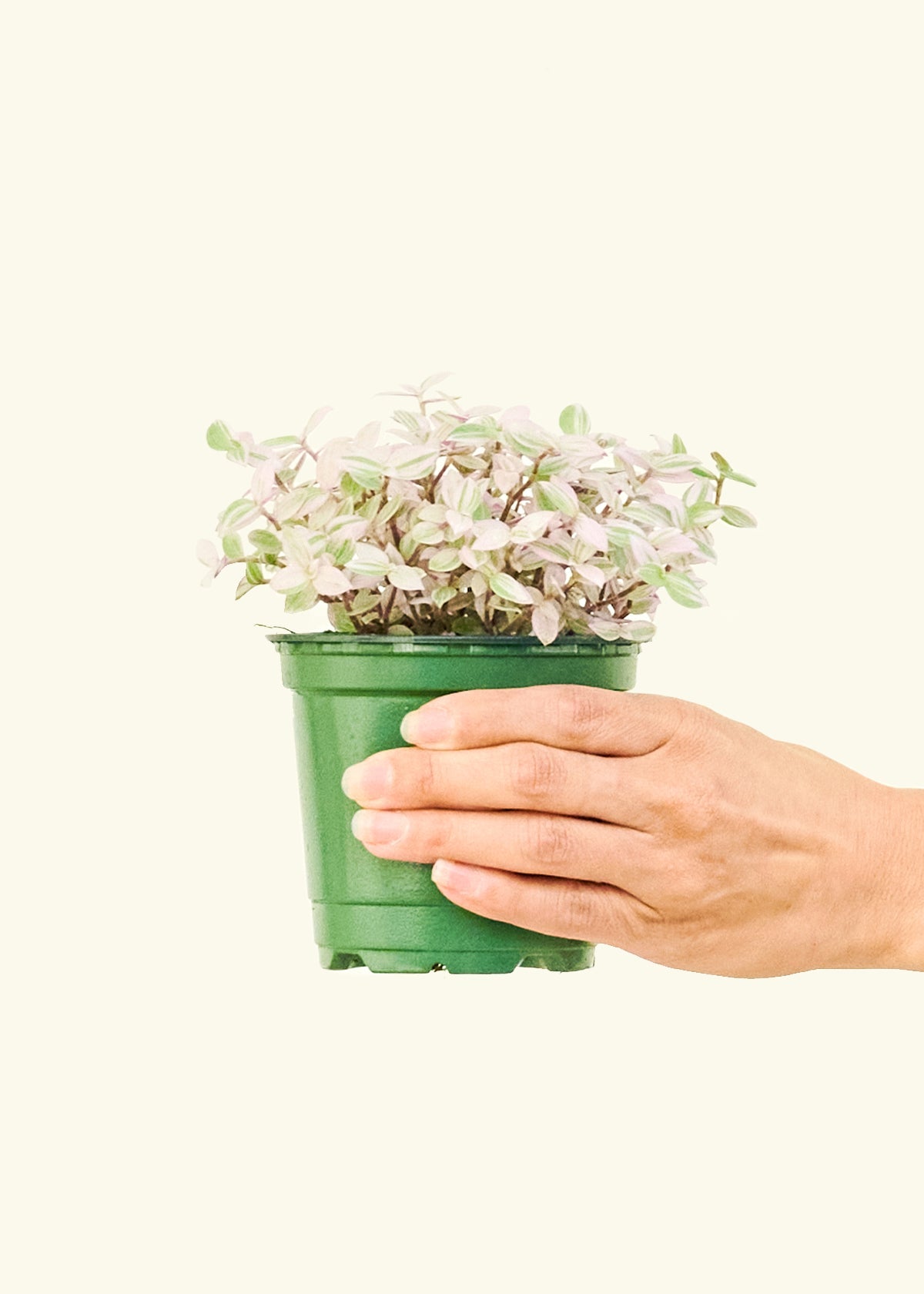 Pink Panther Tradescantia in a 4 inches grow pot