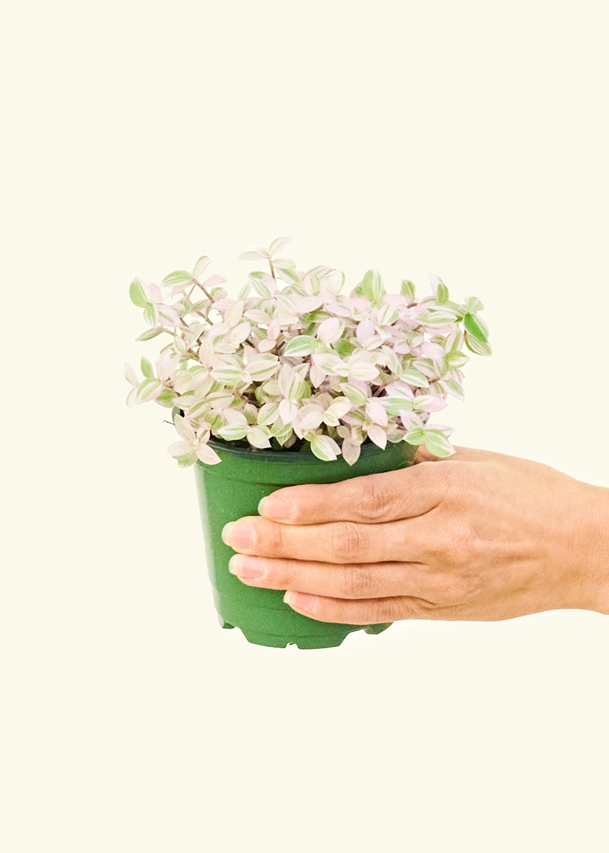 Pink Panther Tradescantia in a 4 inches grow pot