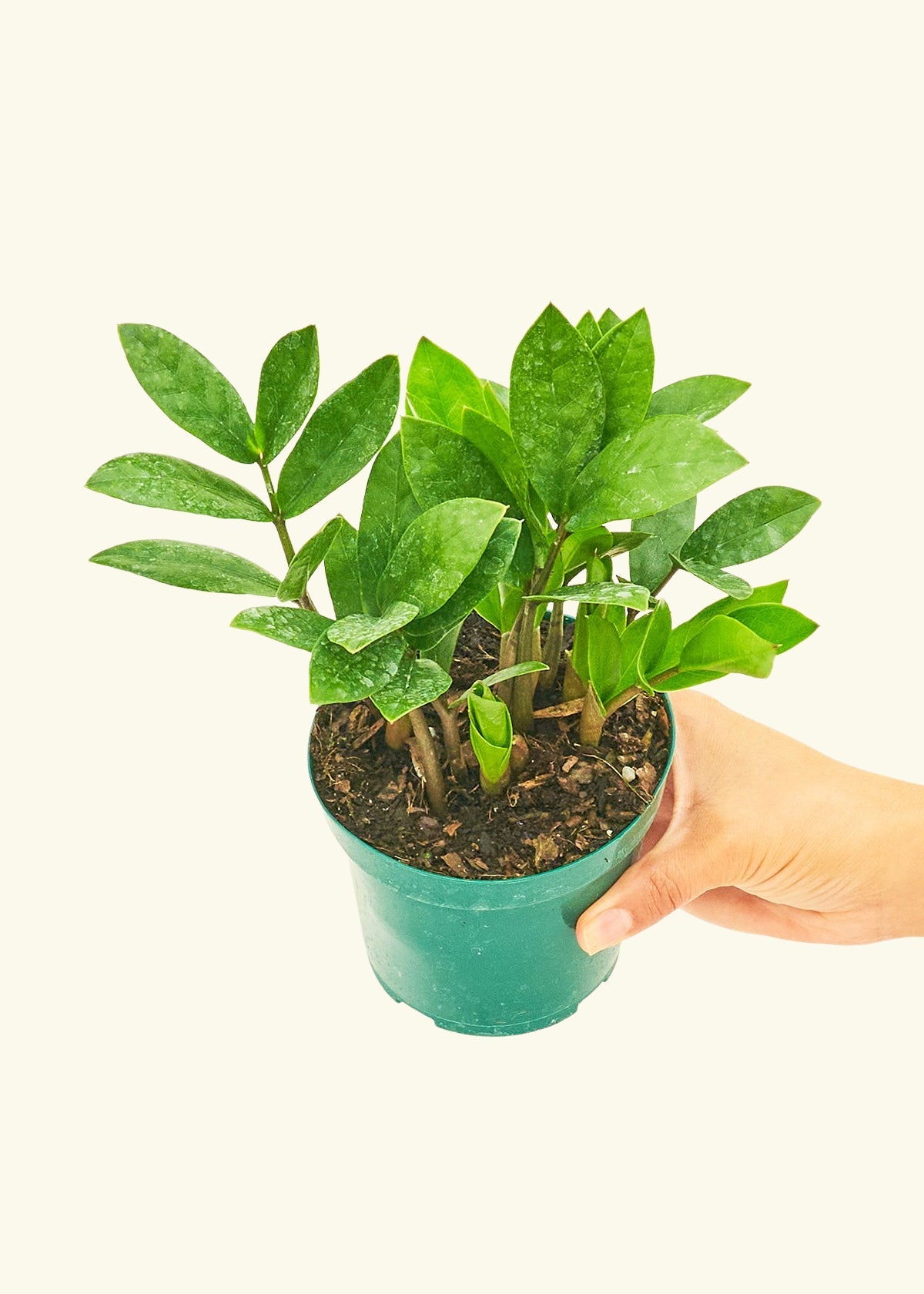 ZZ Plant in a 4 inches grow pot
