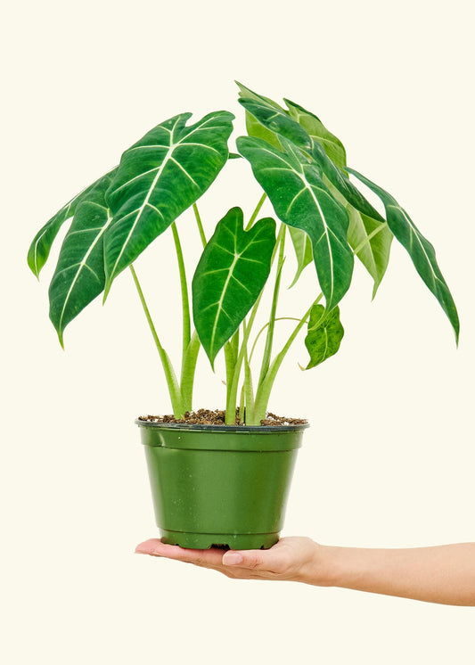 Alocasia Frydek in a 6 inches grow pot