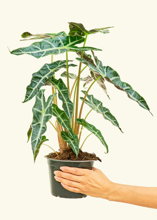 Alocasia Polly in a 6 inches grow pot