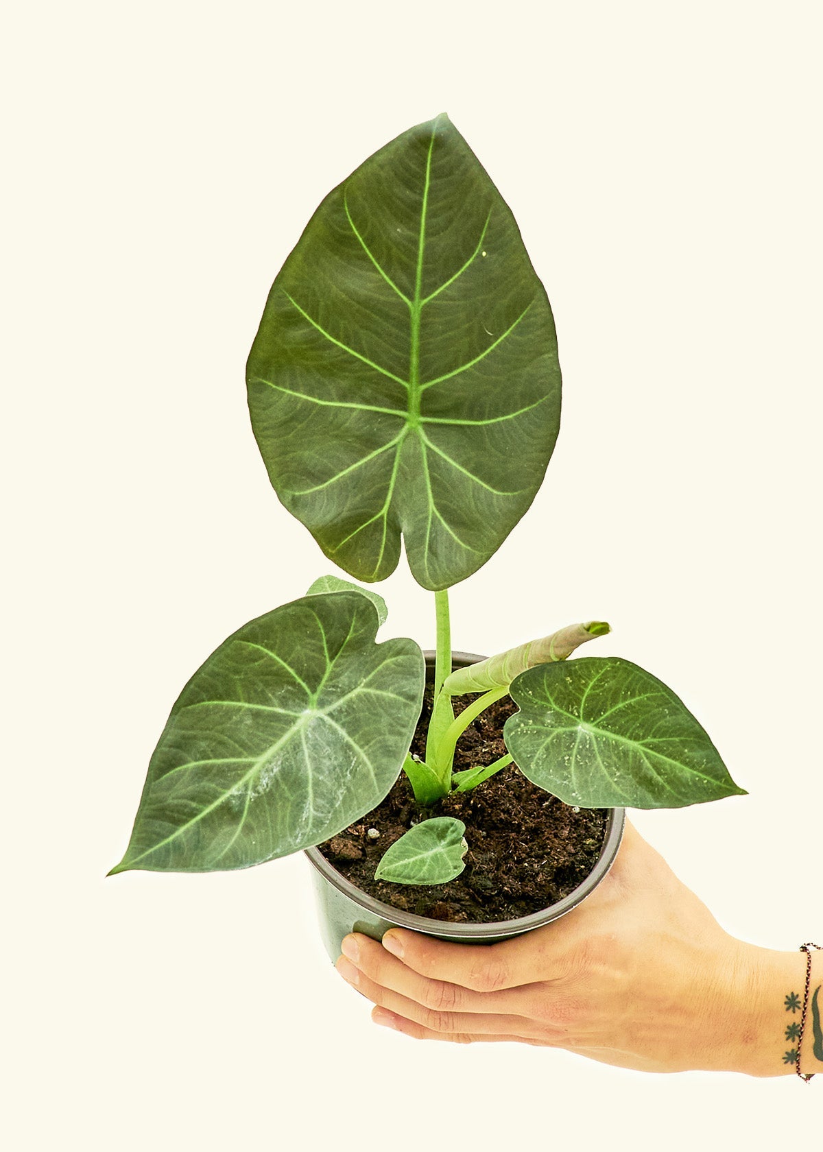 Alocasia Regal Shields in a 6 inches grow pot
