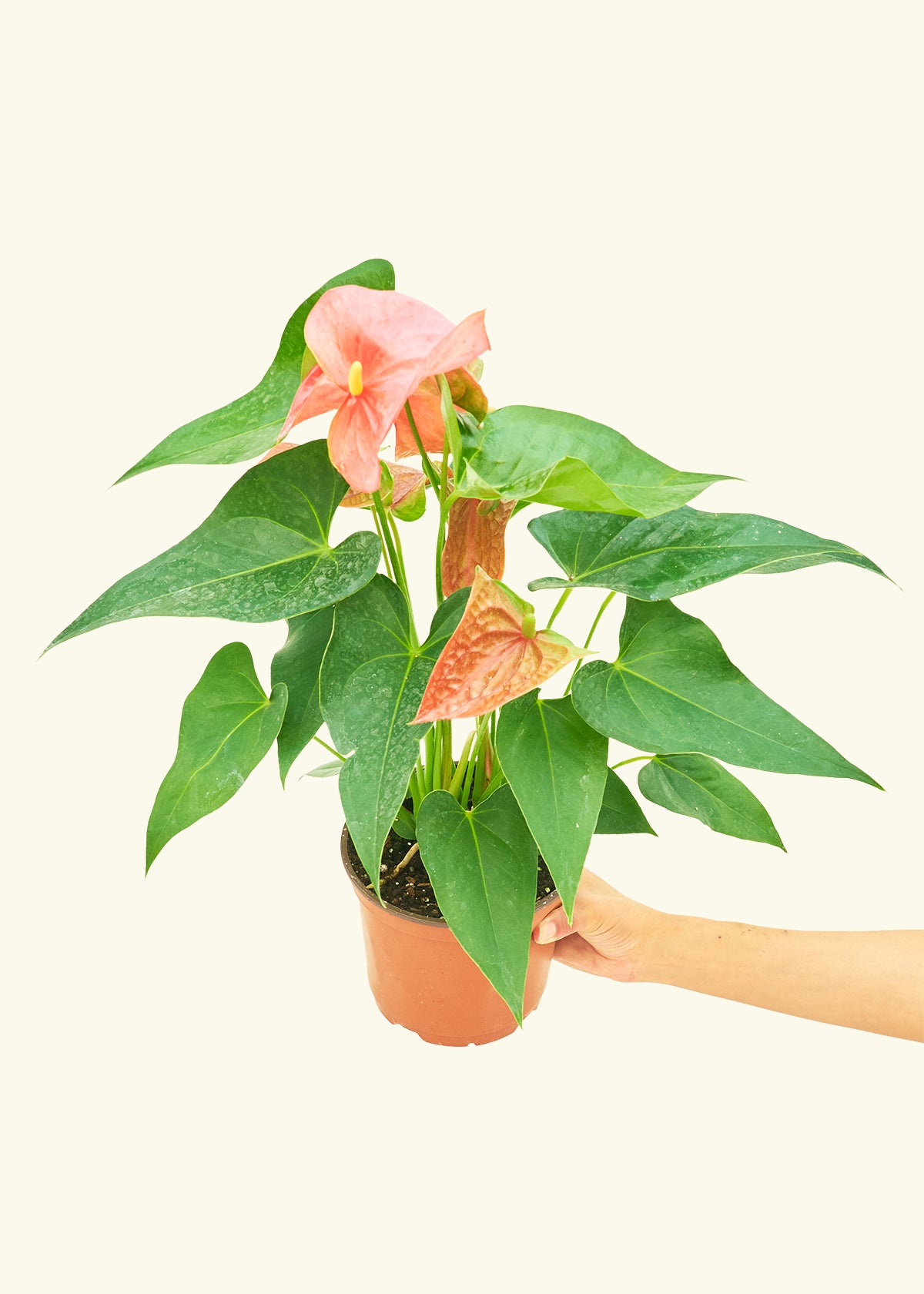 Anthurium Pink Flamingo in a 6 inches grow pot