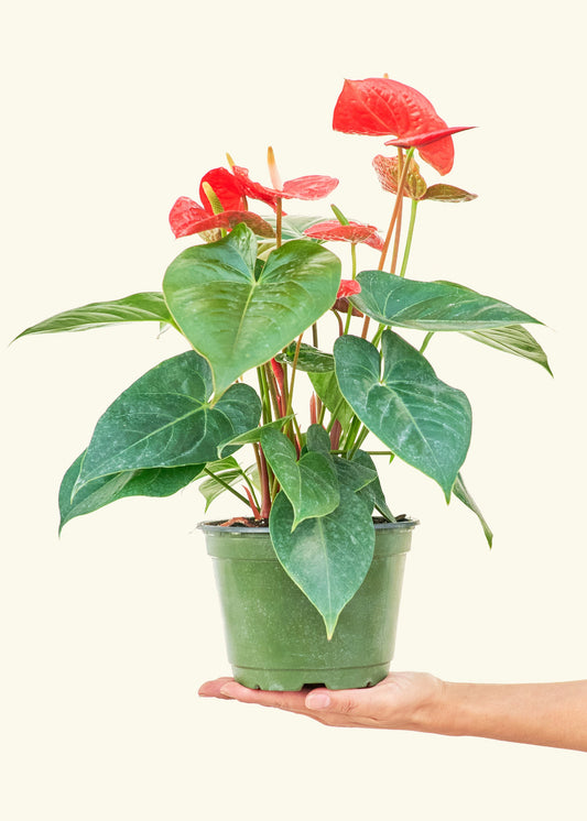 Anthurium Red Flamingo in a 6 inches grow pot