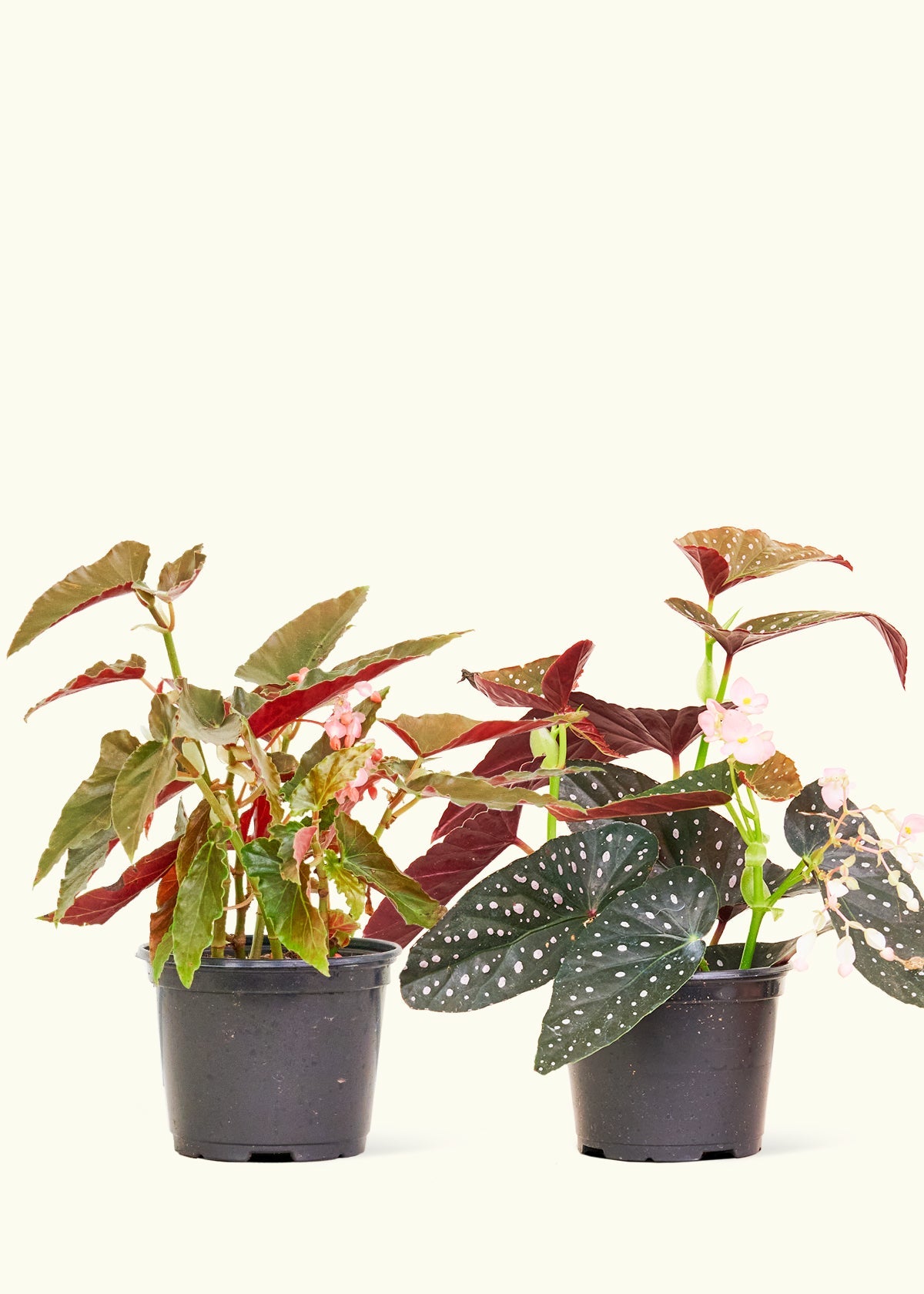 Two 6 inches begonia 'angel wing' varieties in nursery pots