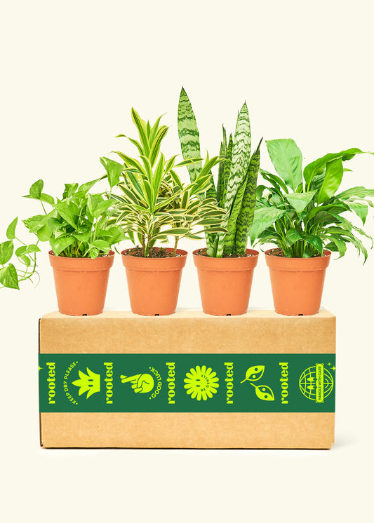 Breath of Fresh Air Box Bundle
