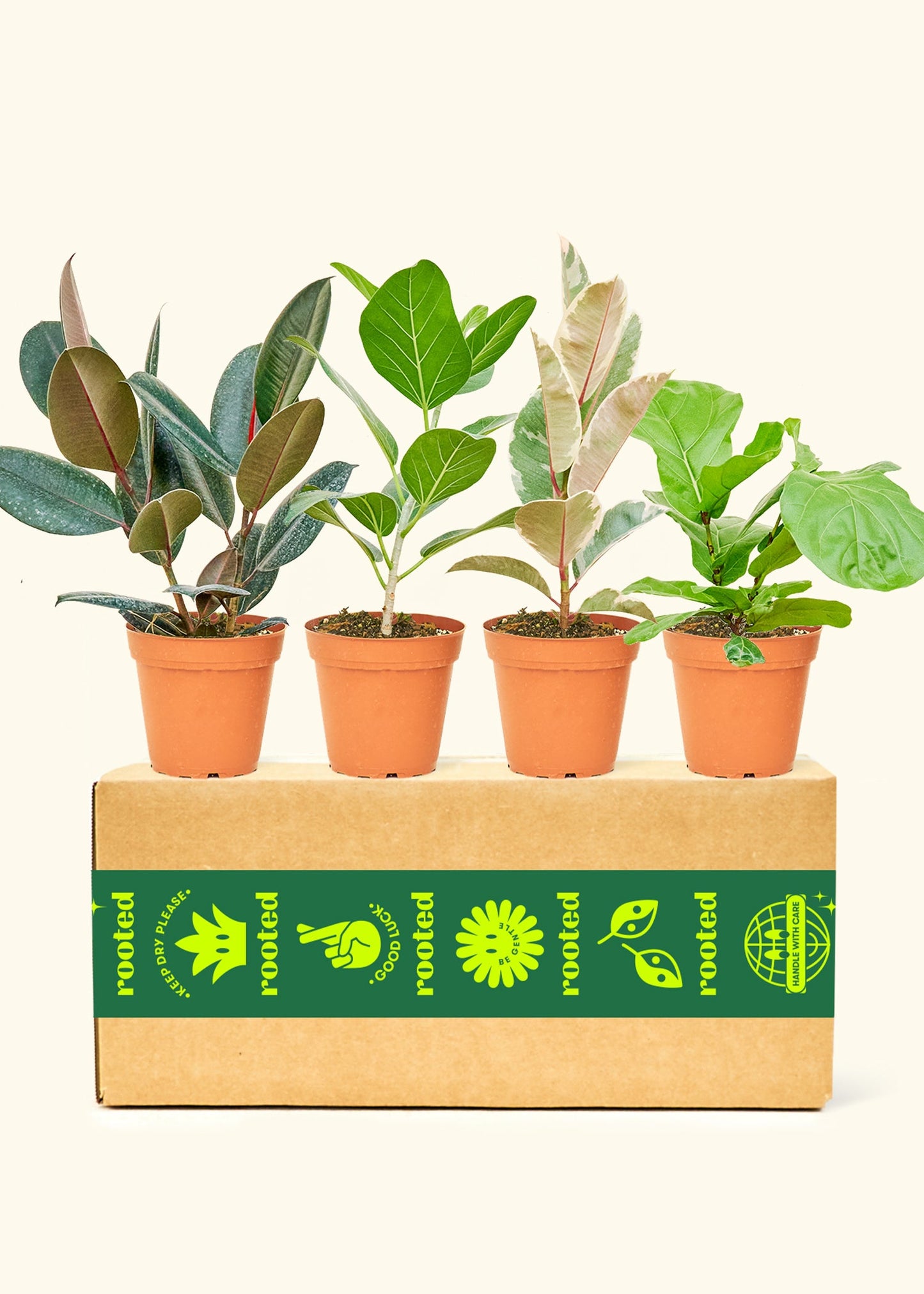 Assorted Medium Ficus in grow pots displayed on a Rooted branded box.