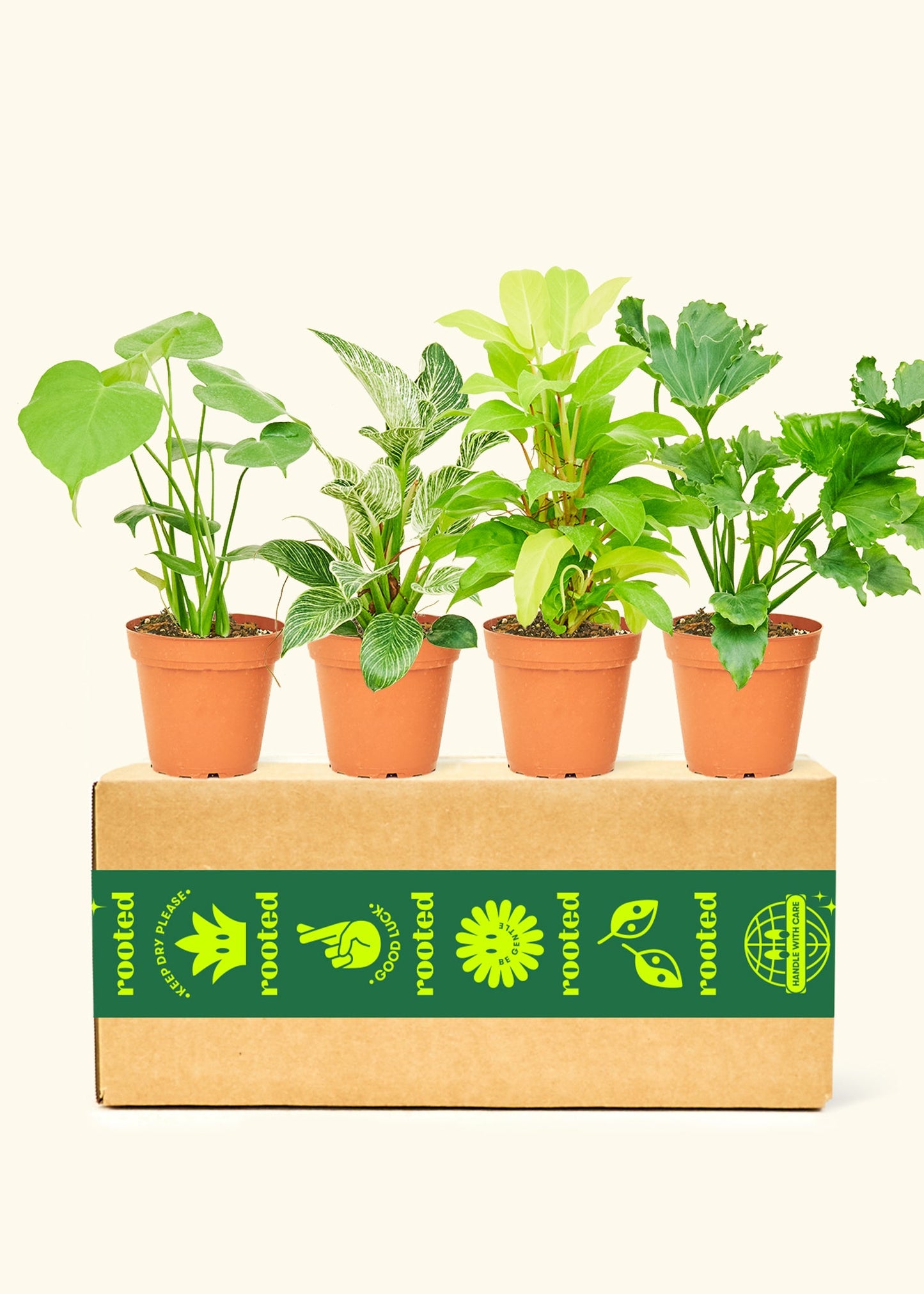 Assorted Medium Philodendron in grow pots displayed on a Rooted branded box.