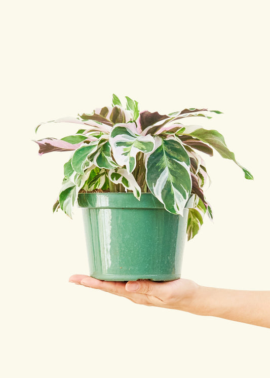 Calathea Fusion White in a 6 inches grow pot