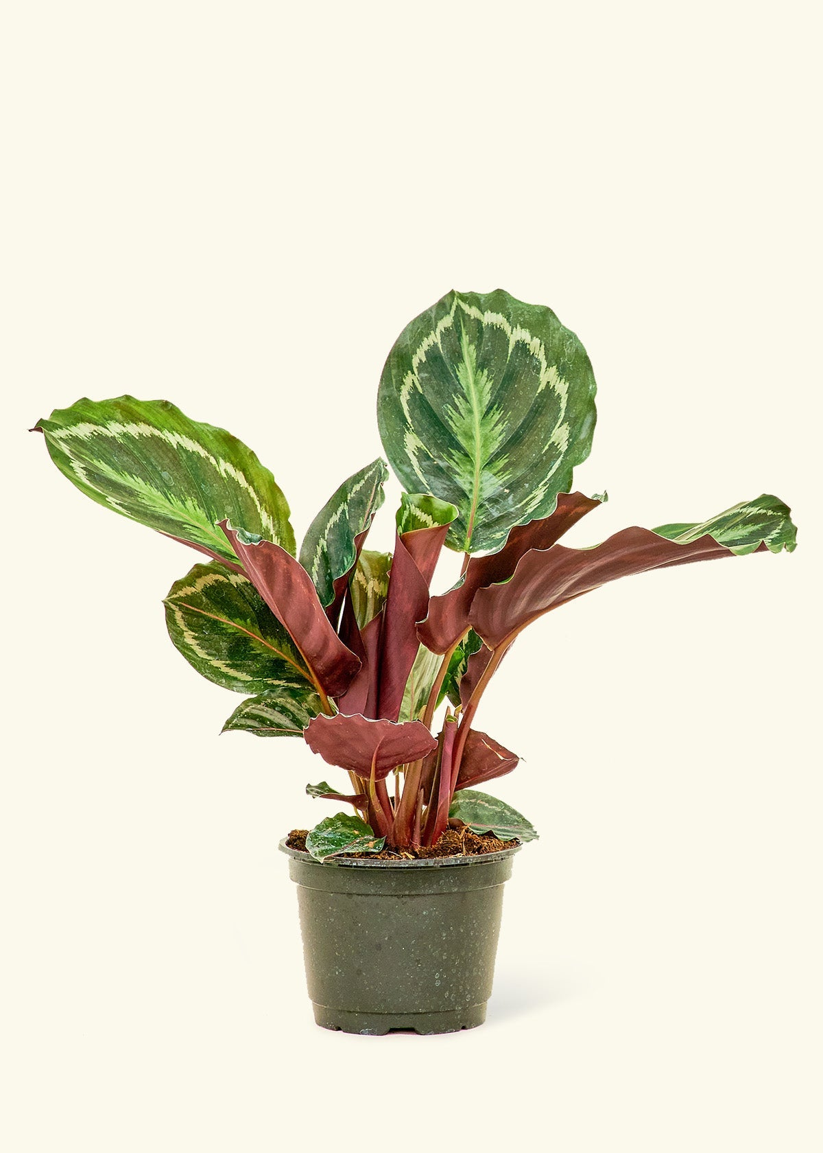 Calathea Medallion in a 6 inches grow pot