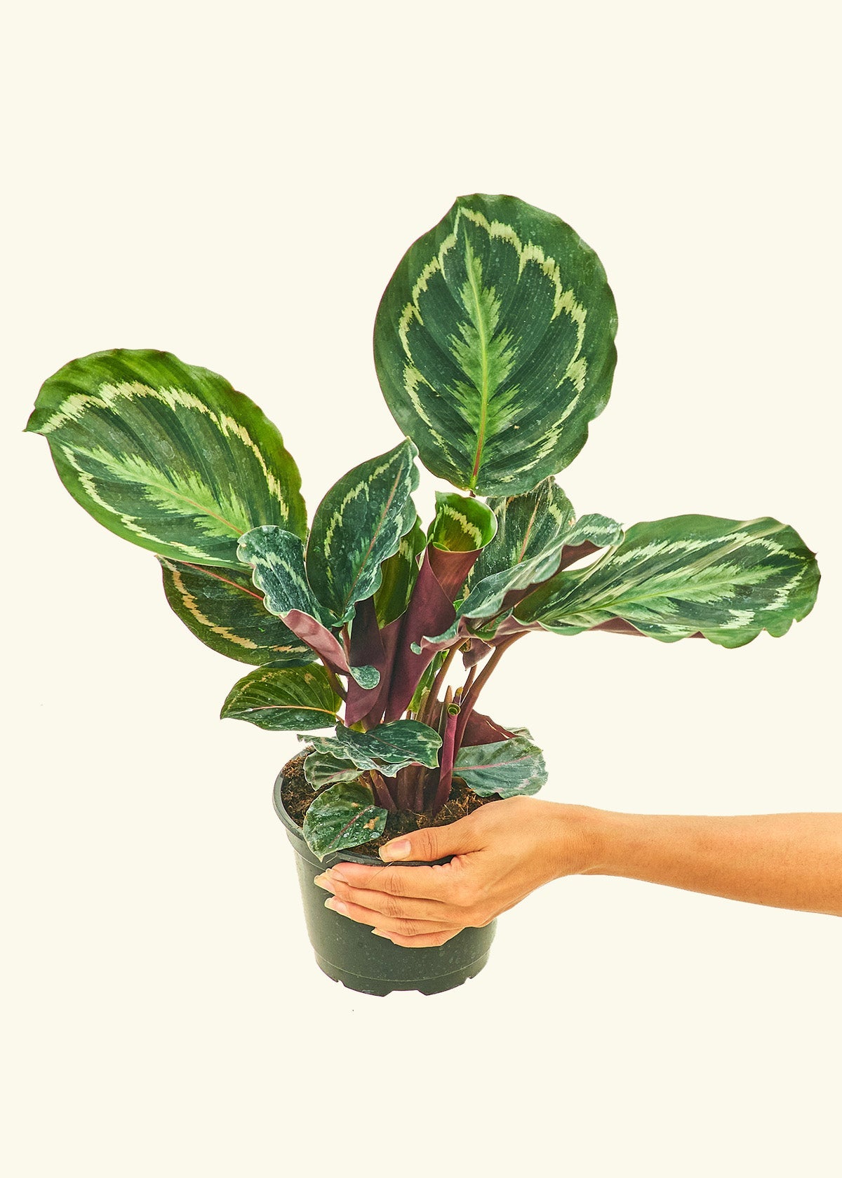 Calathea Medallion in a 6 inches grow pot