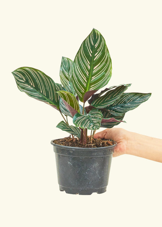 Calathea Pinstripe in a 6 inches grow pot
