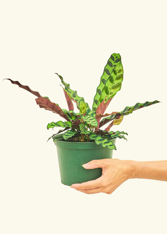 Calathea Rattlesnake in a 6 inches grow pot