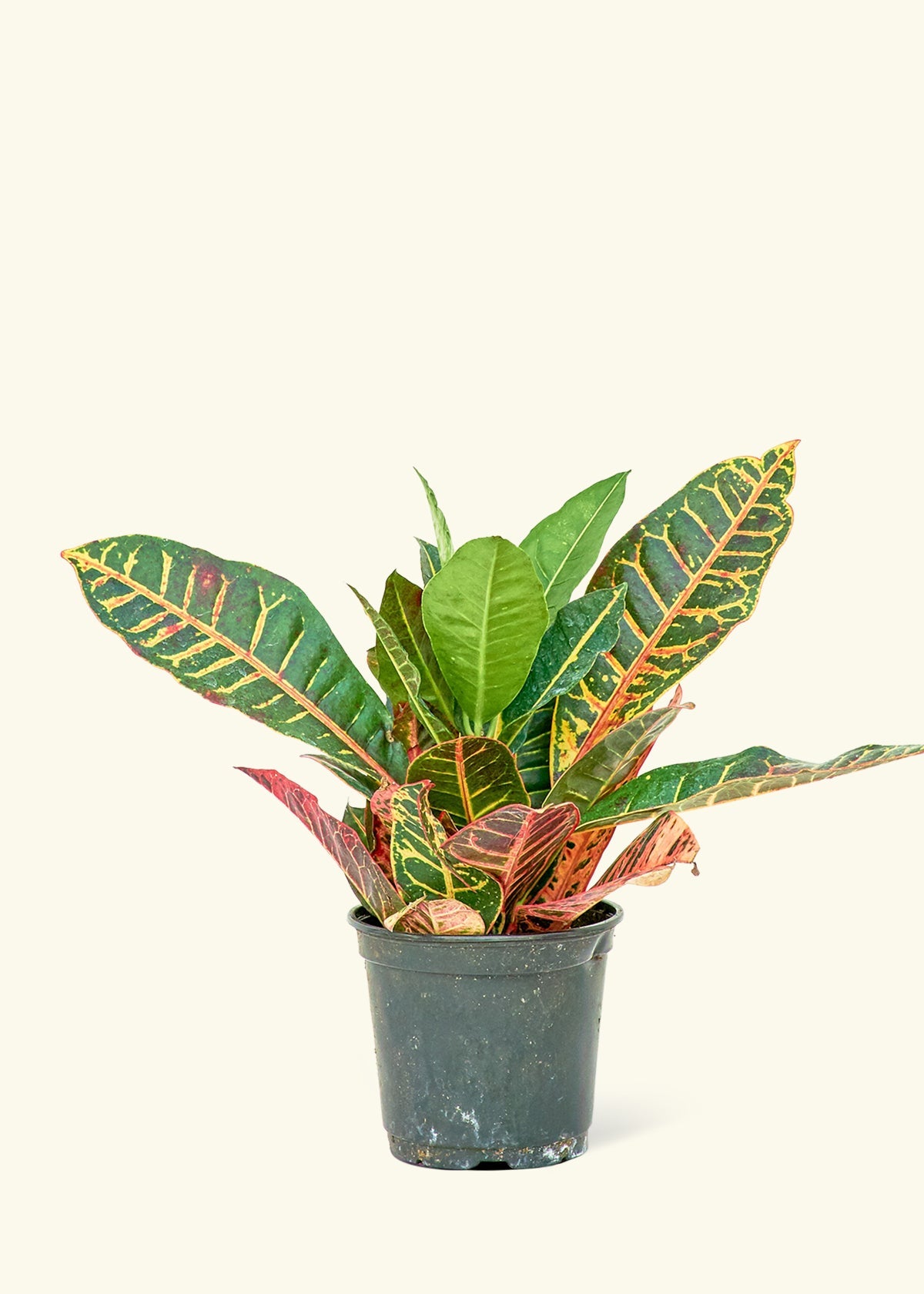 costa farms croton petra plant pot Croton 'Petra' – Hey Rooted