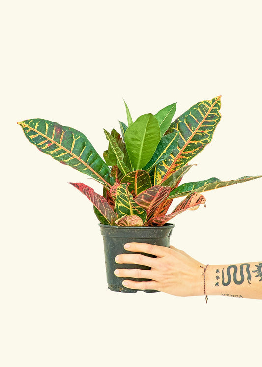 Croton Petra in a 6 inches grow pot