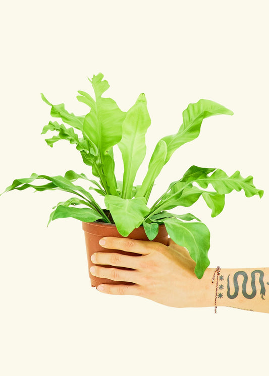 Bird's Nest Fern in a 6 inches grow pot