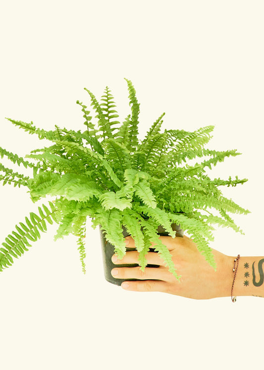 Boston Fern in a 6 inches grow pot
