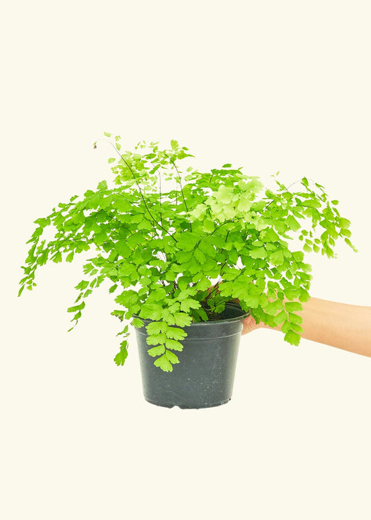 Maidenhair Fern in a 6 inches grow pot