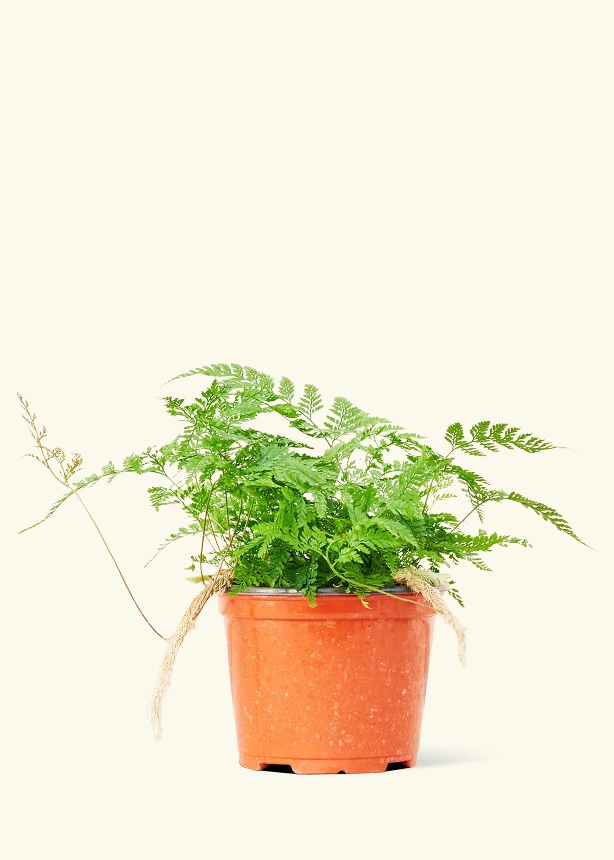 Rabbit Foot Fern in a 6 inches grow pot