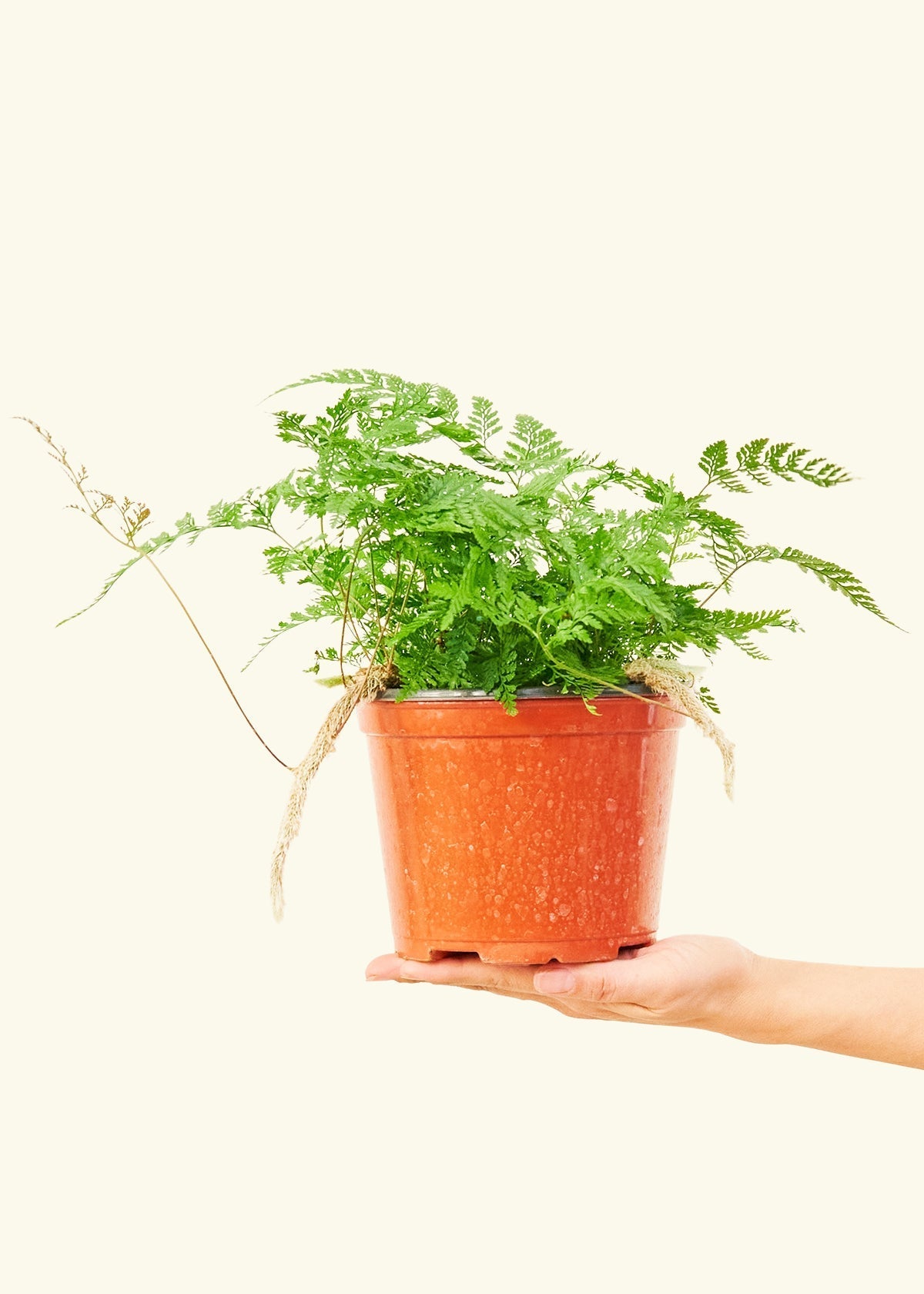 Rabbit Foot Fern in a 6 inches grow pot