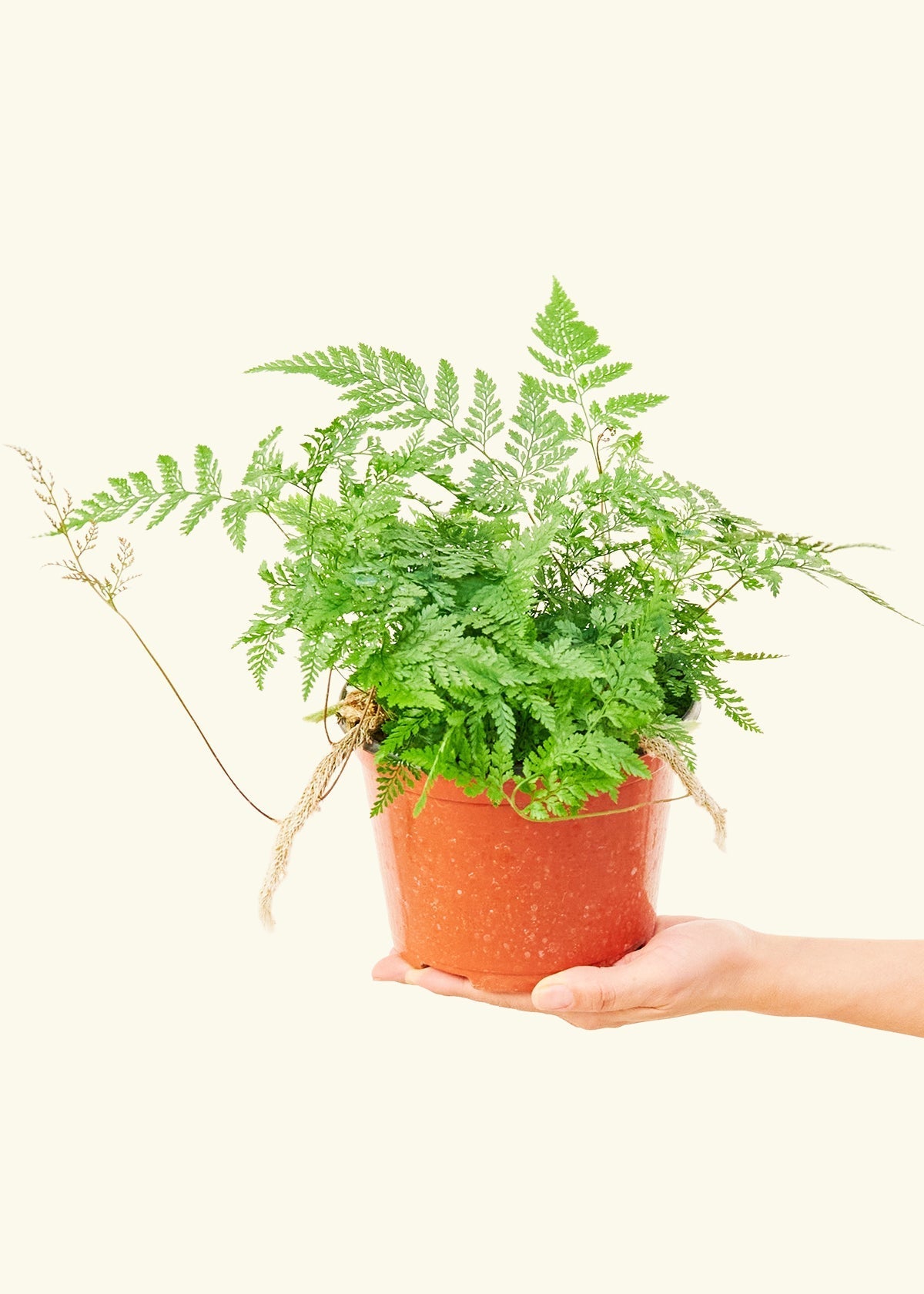 Rabbit Foot Fern in a 6 inches grow pot
